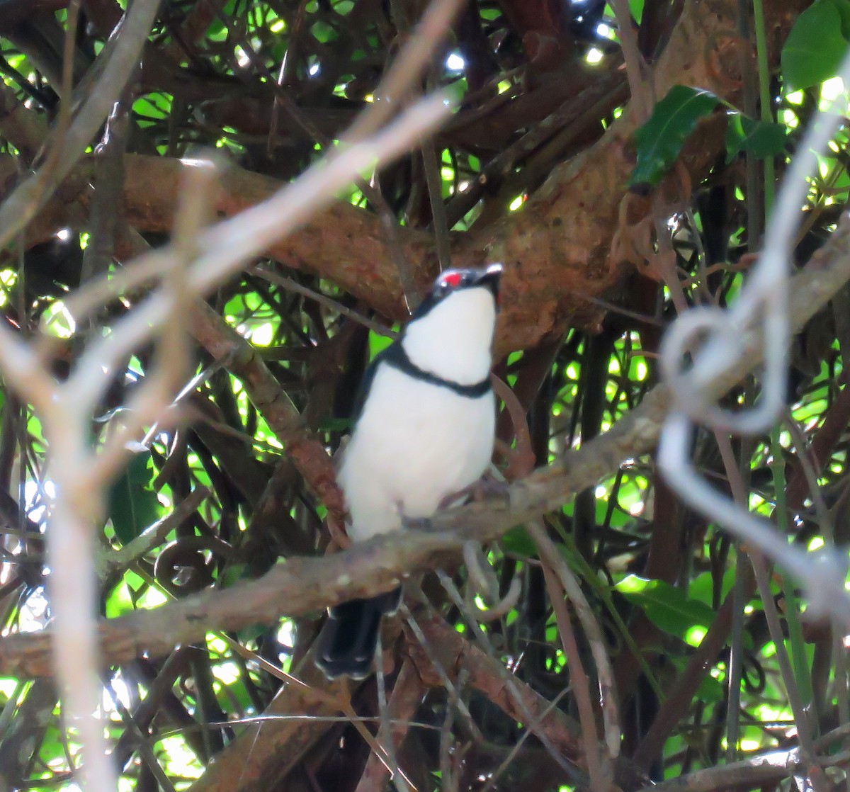 Black-throated Wattle-eye - ML646045489