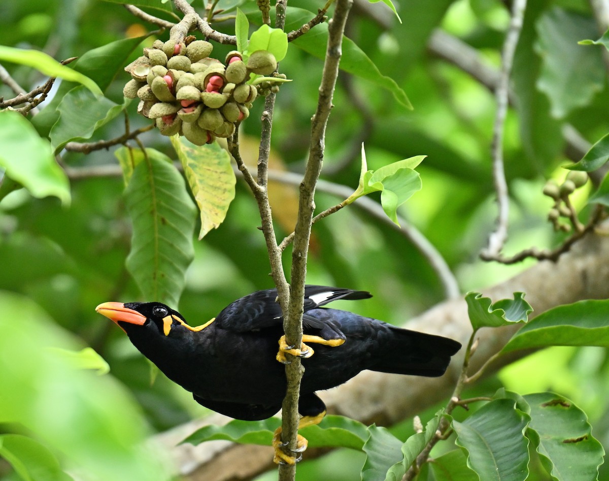 Common Hill Myna - ML646045491