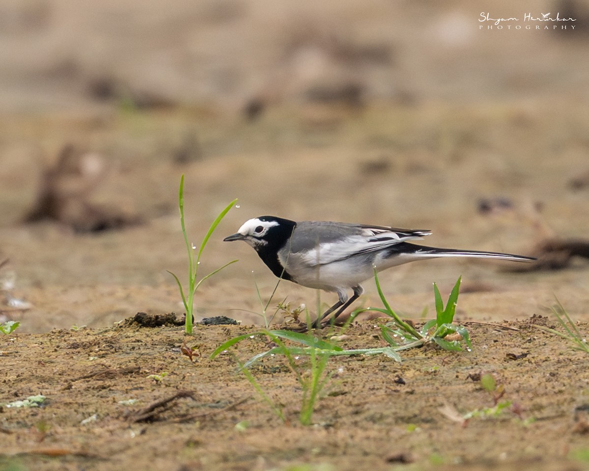 konipas bílý - ML646045493