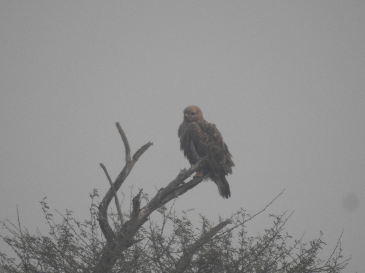 Buse féroce - ML646045498