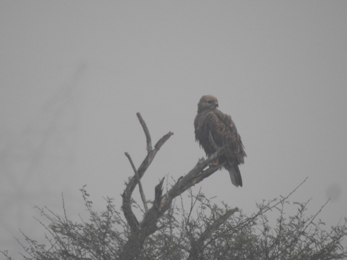 Buse féroce - ML646045499