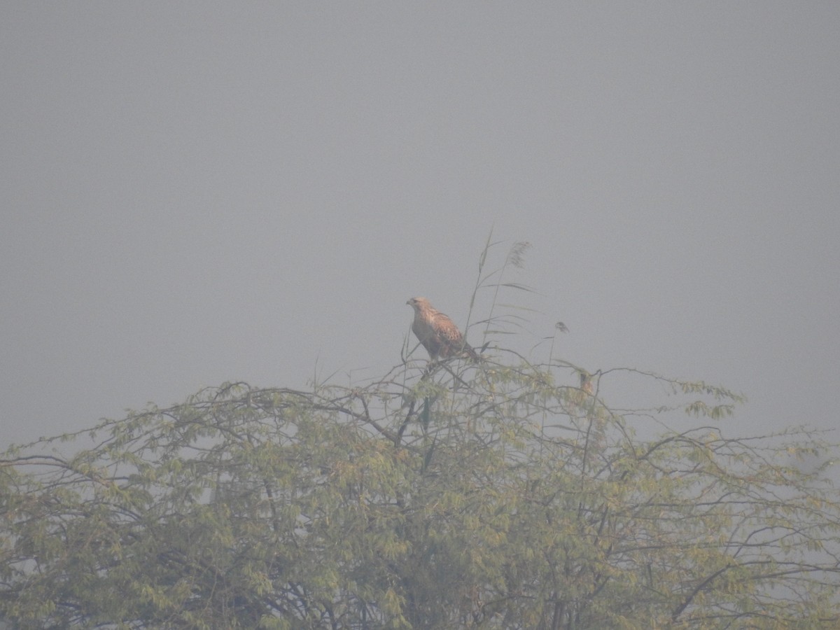 Buse féroce - ML646045501