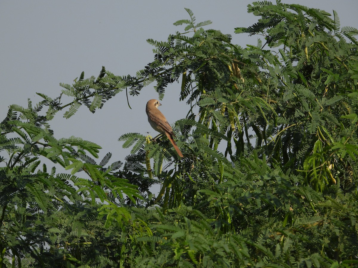 isabellavarsler - ML646045503