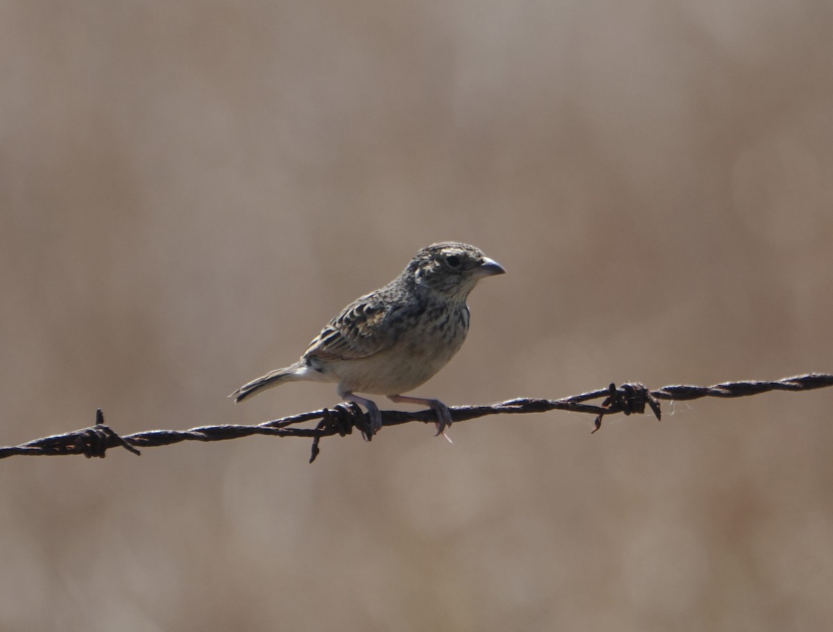 Singing Bushlark - ML646045506