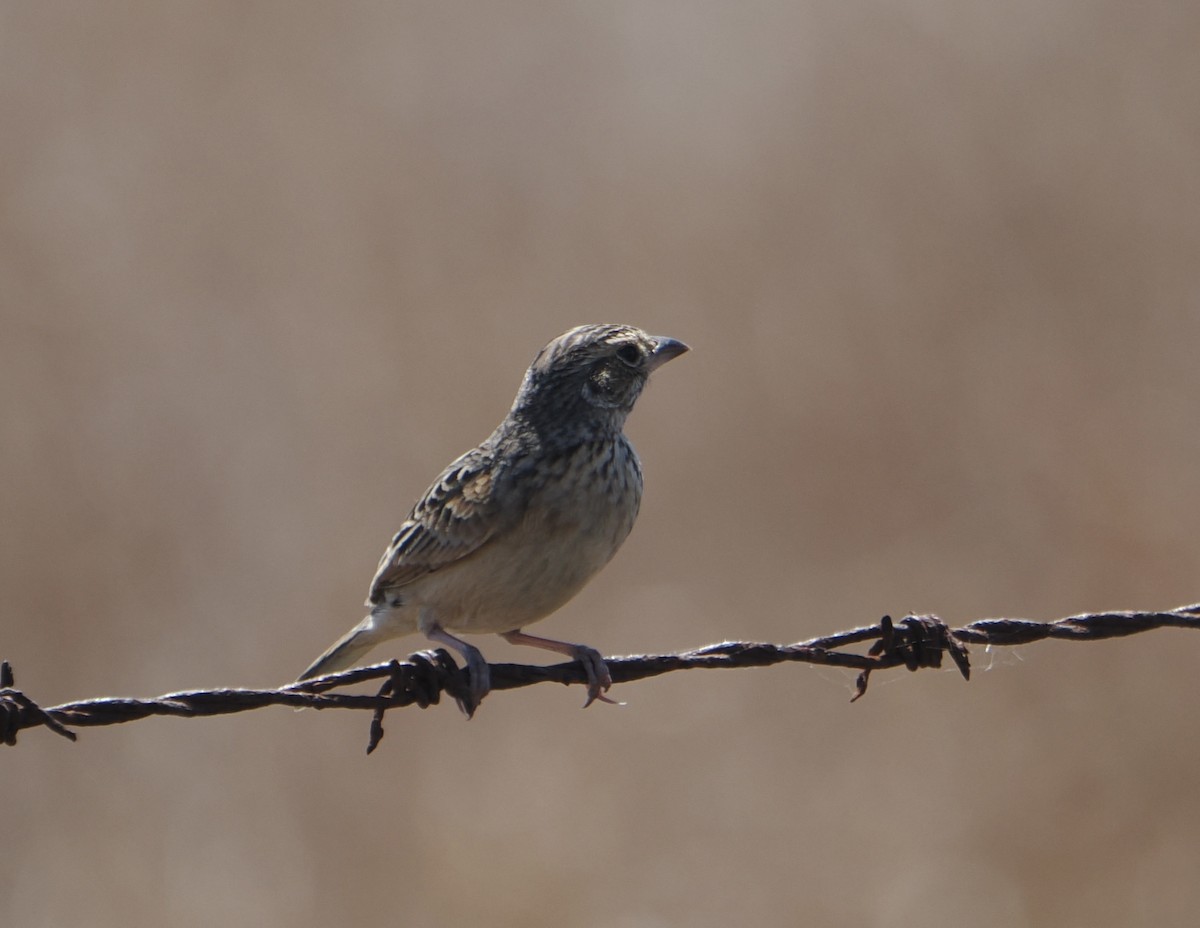 Singing Bushlark - ML646045508