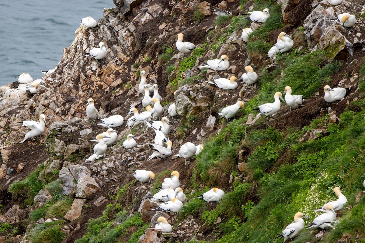 havsule - ML646045515