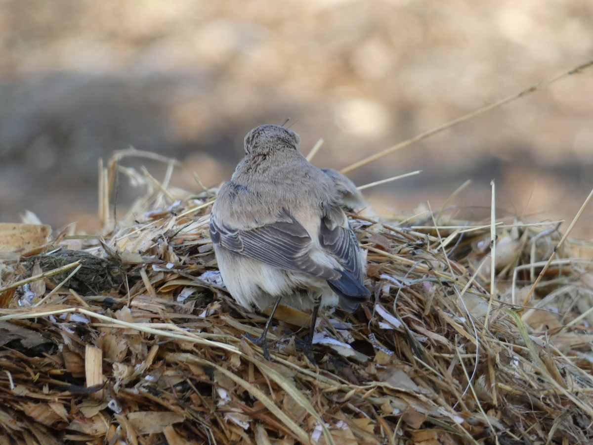 Desert Wheatear - ML646045518