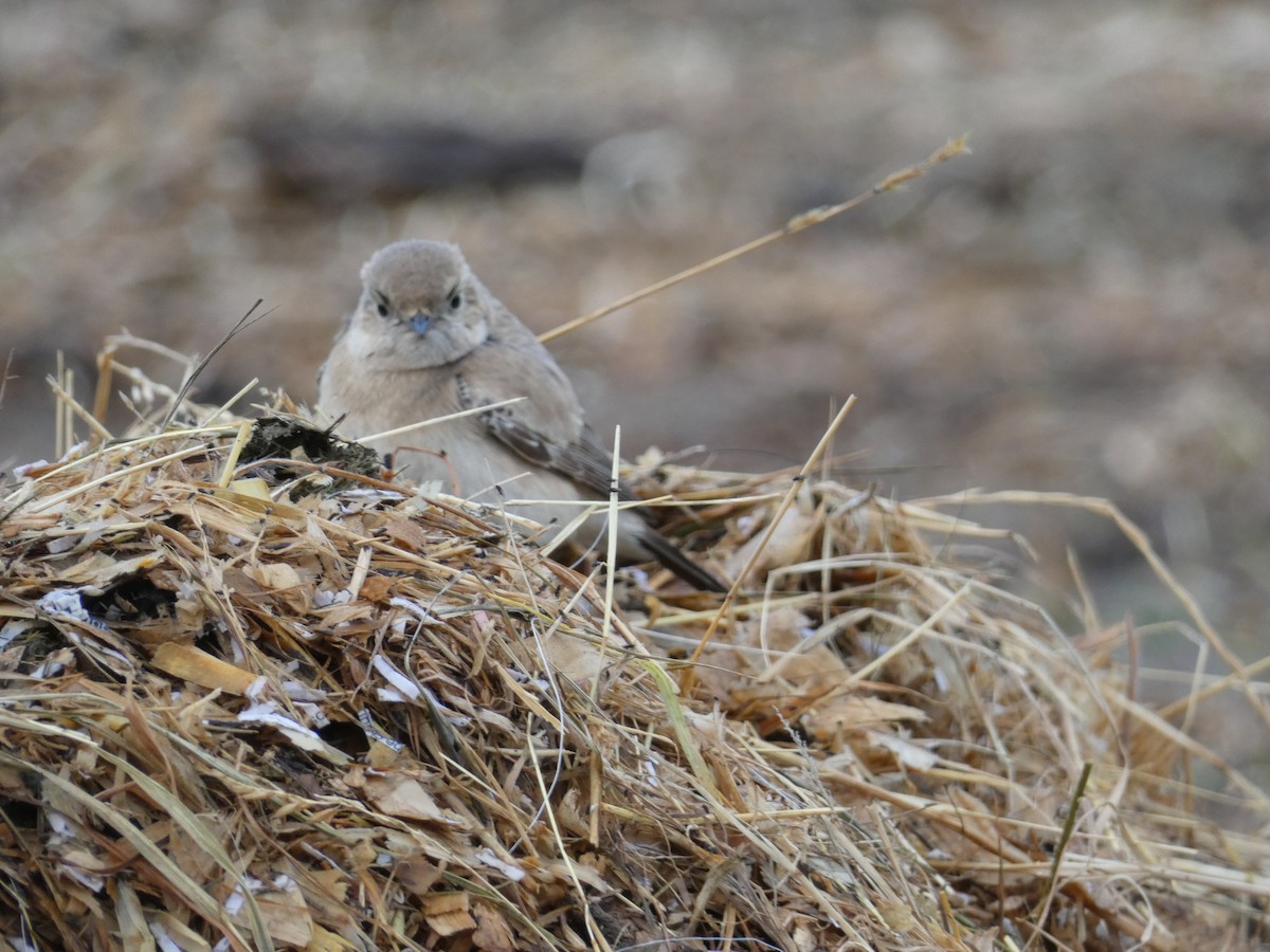 Desert Wheatear - ML646045519