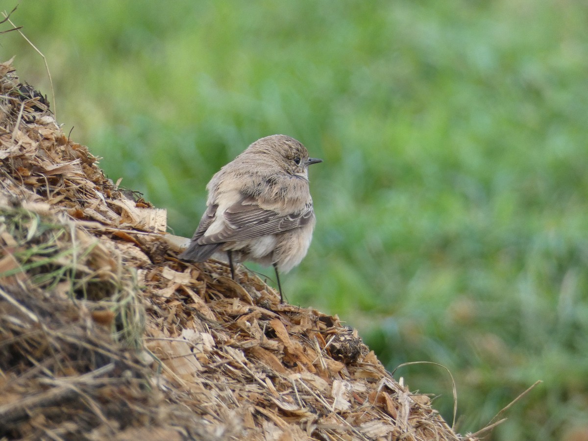 Desert Wheatear - ML646045520