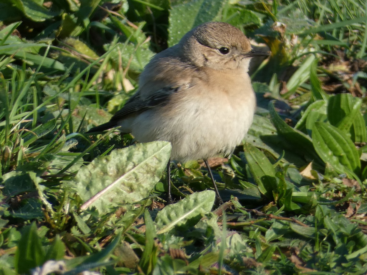 Desert Wheatear - ML646045521
