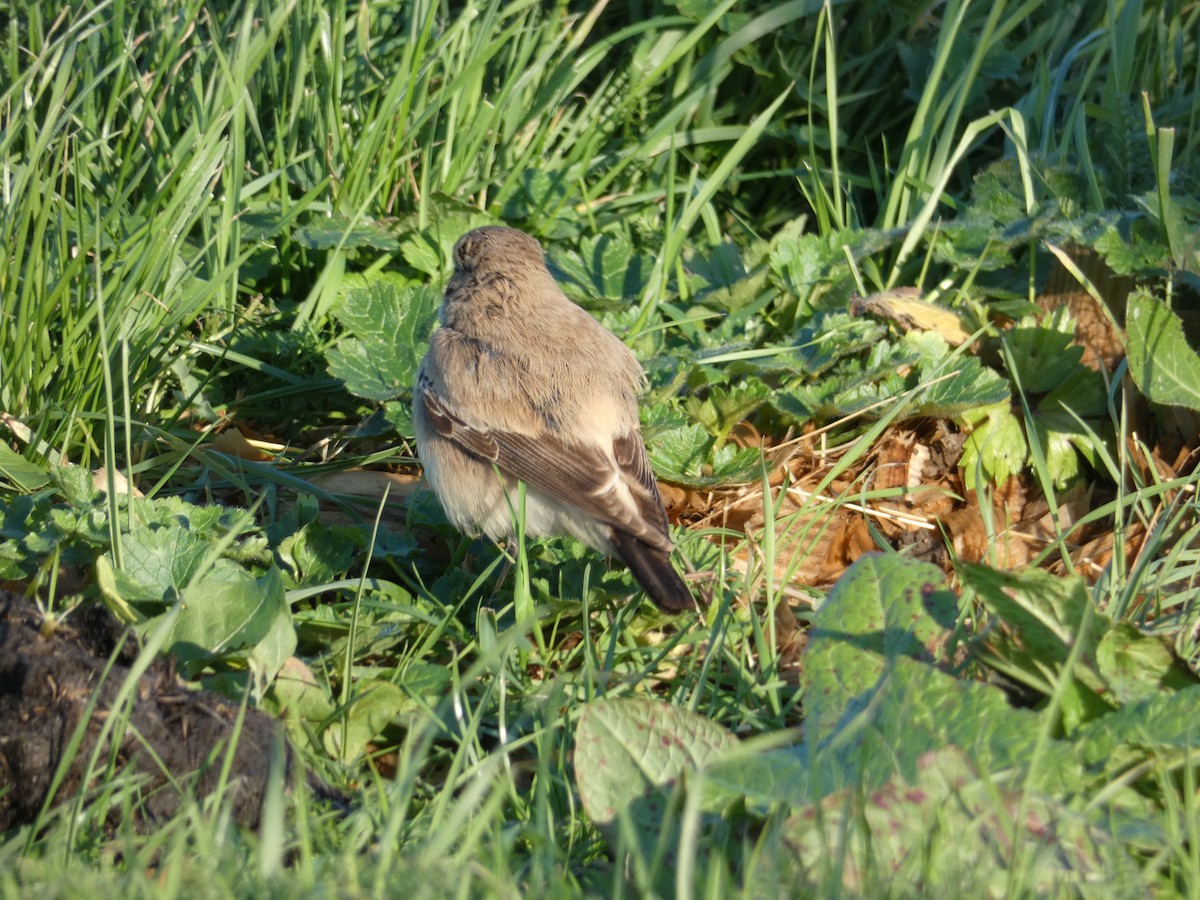 Desert Wheatear - ML646045522
