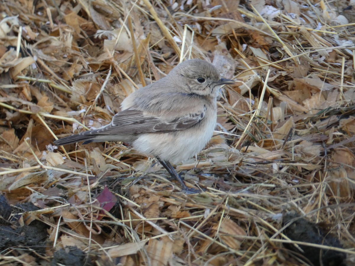 Desert Wheatear - ML646045523