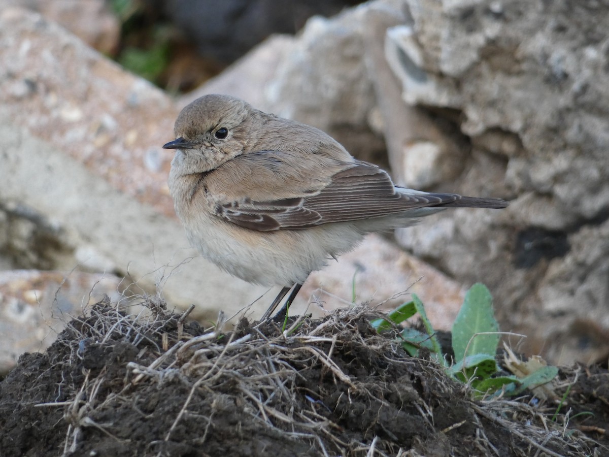 Desert Wheatear - ML646045524