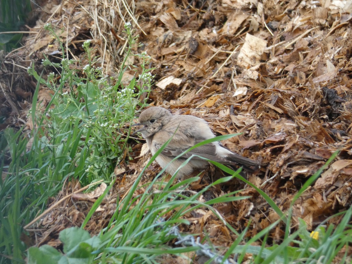 Desert Wheatear - ML646045525