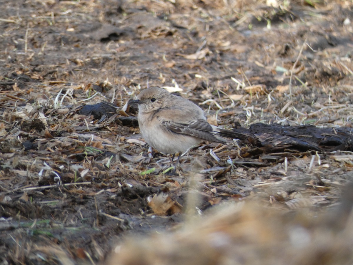 Desert Wheatear - ML646045526