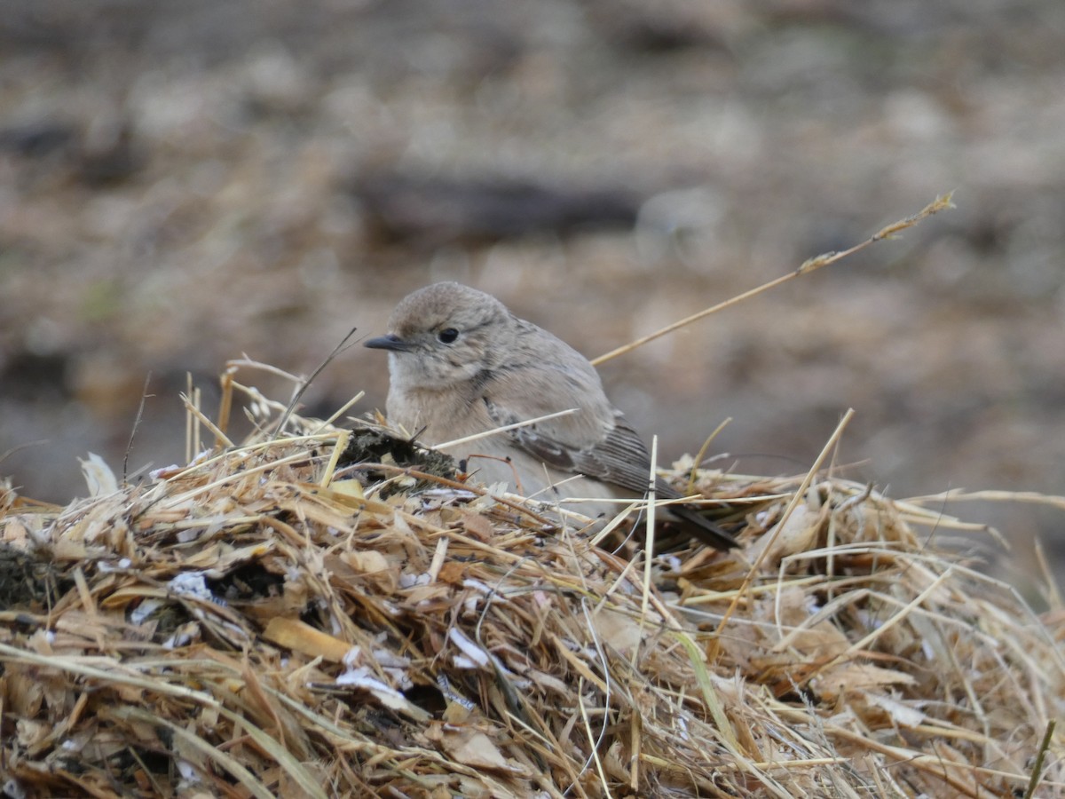 Desert Wheatear - ML646045527