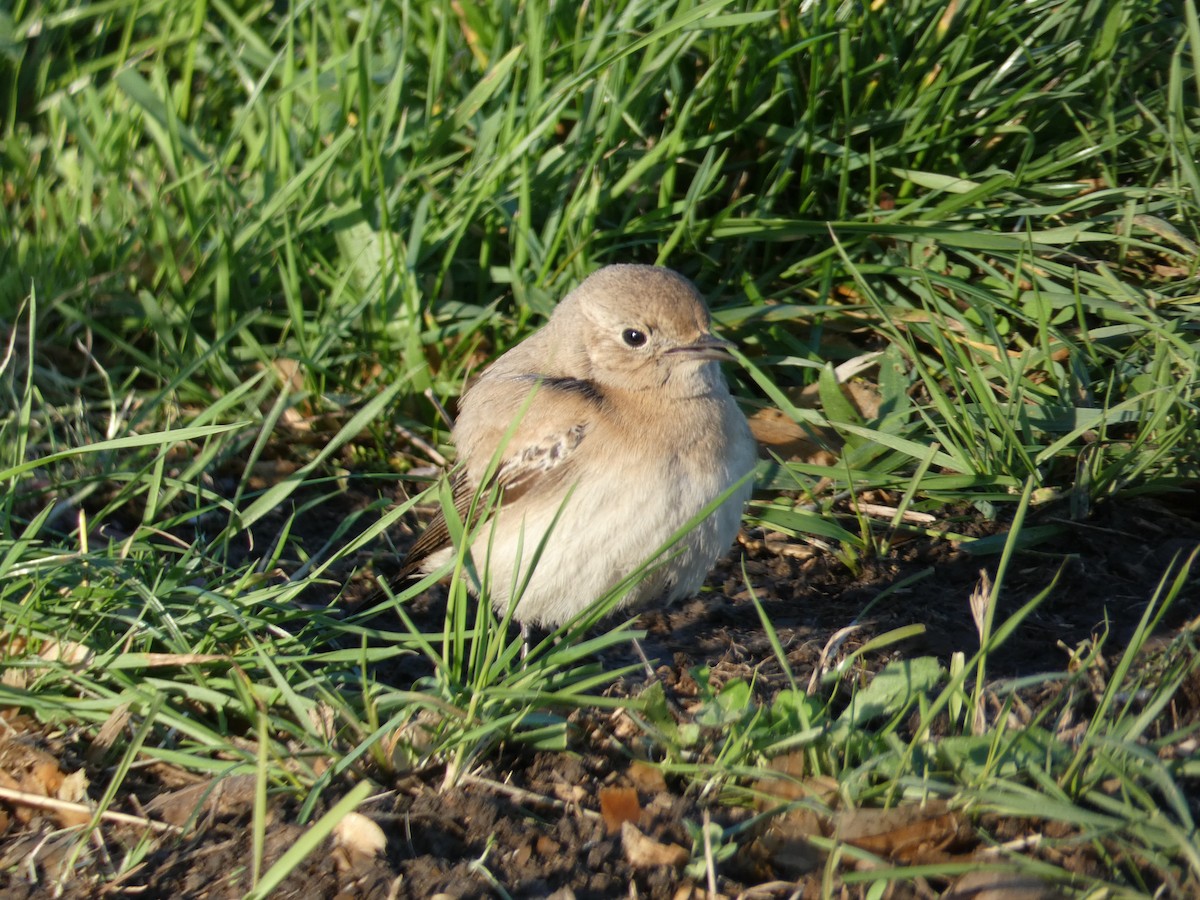 Desert Wheatear - ML646045528