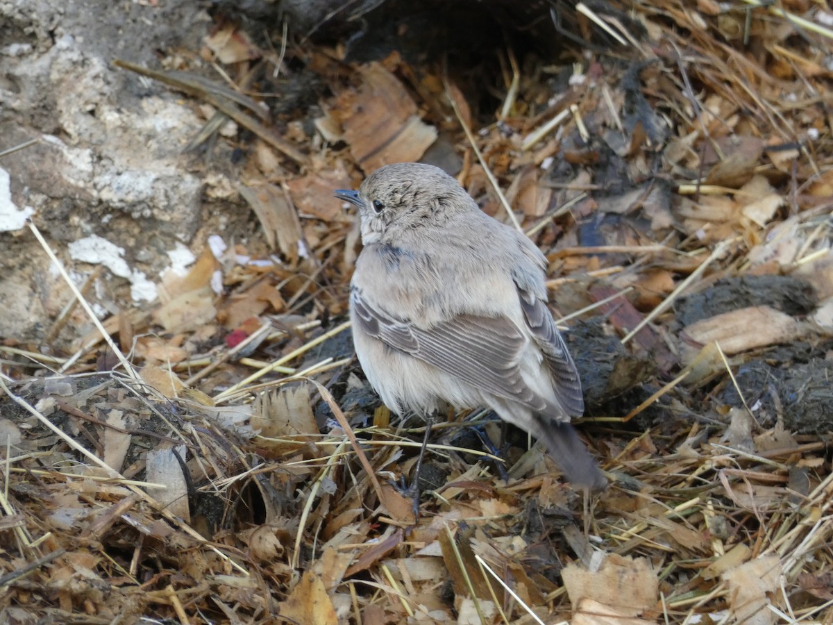 Desert Wheatear - ML646045529