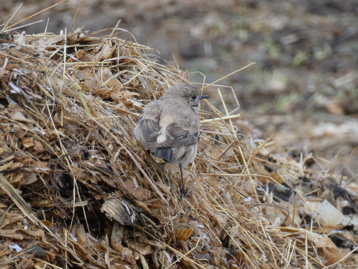 Desert Wheatear - ML646045530