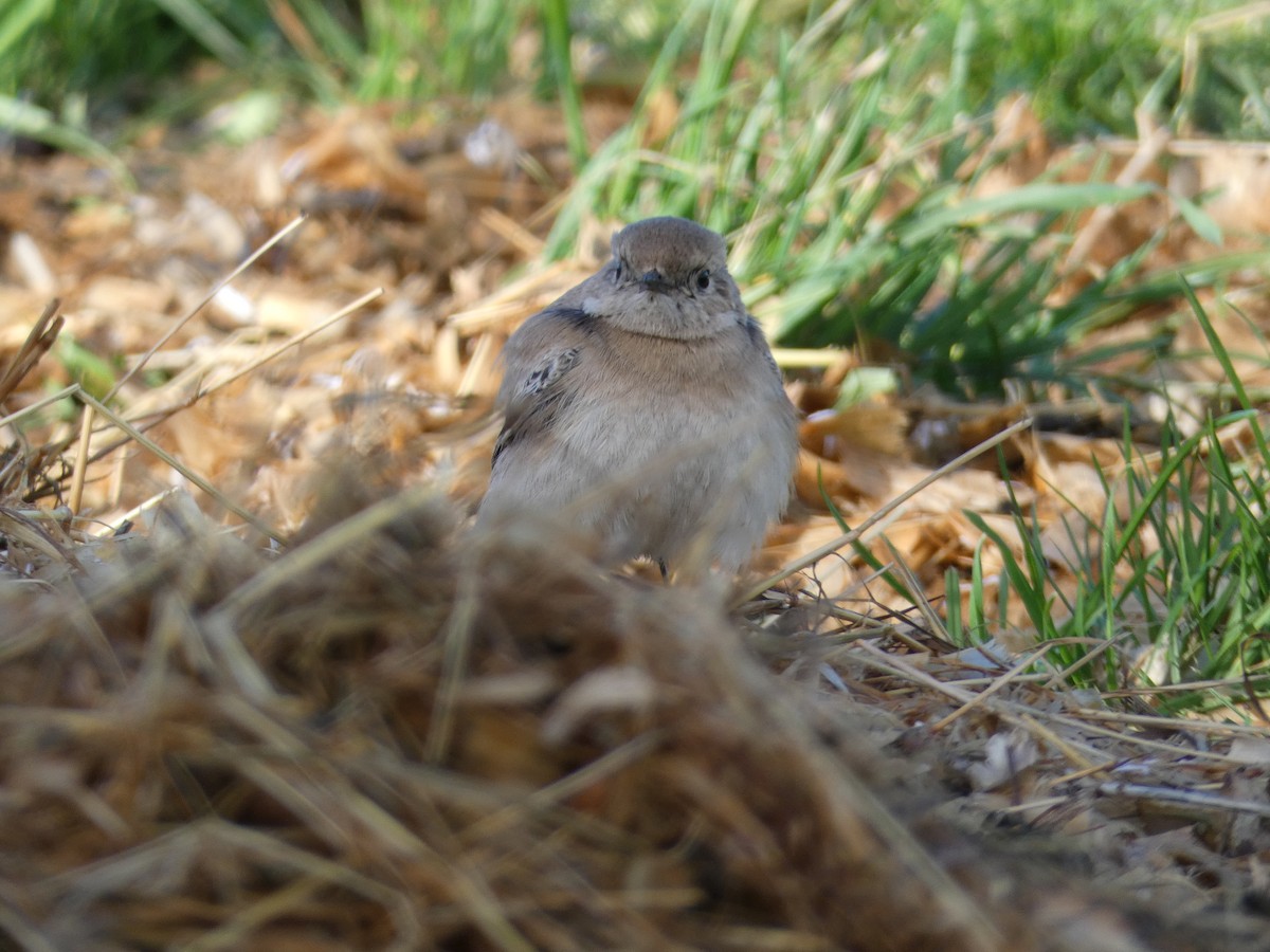 Desert Wheatear - ML646045531