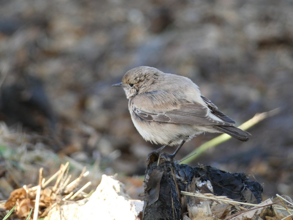 Desert Wheatear - ML646045532