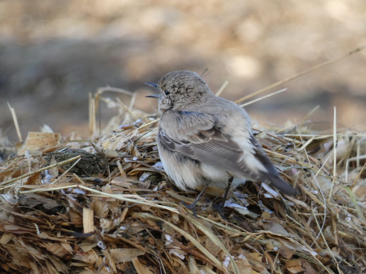 Desert Wheatear - ML646045533