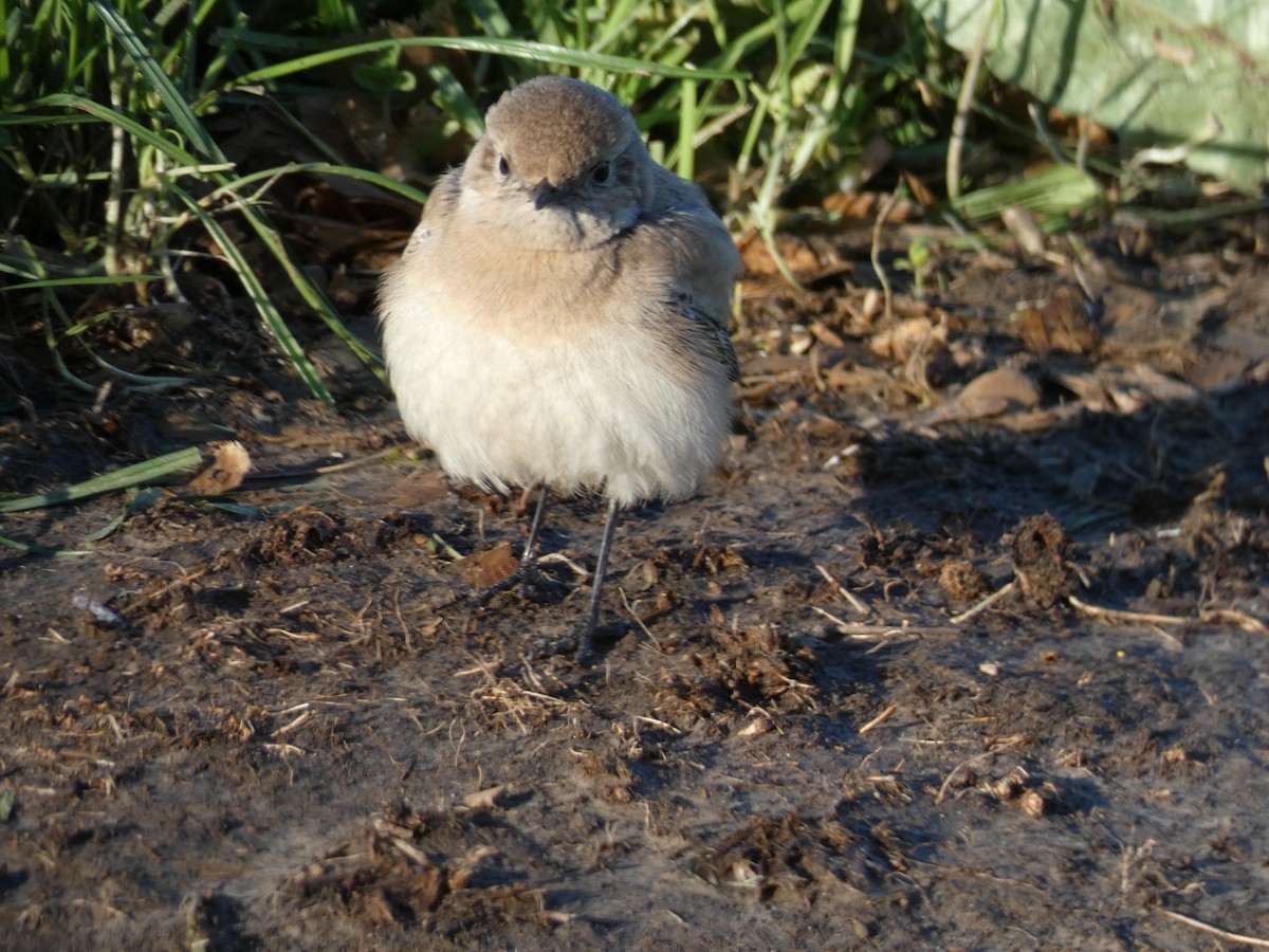 Desert Wheatear - ML646045534
