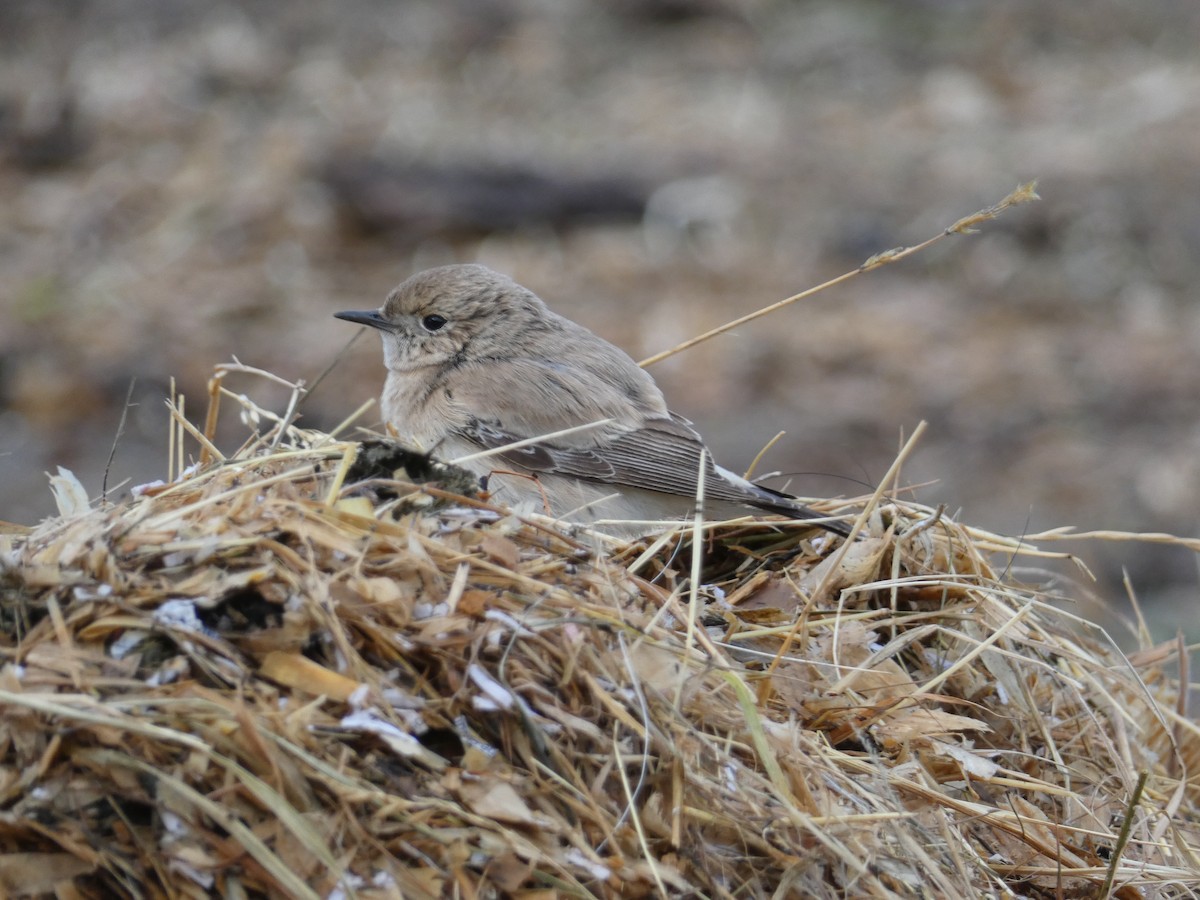 Desert Wheatear - ML646045535