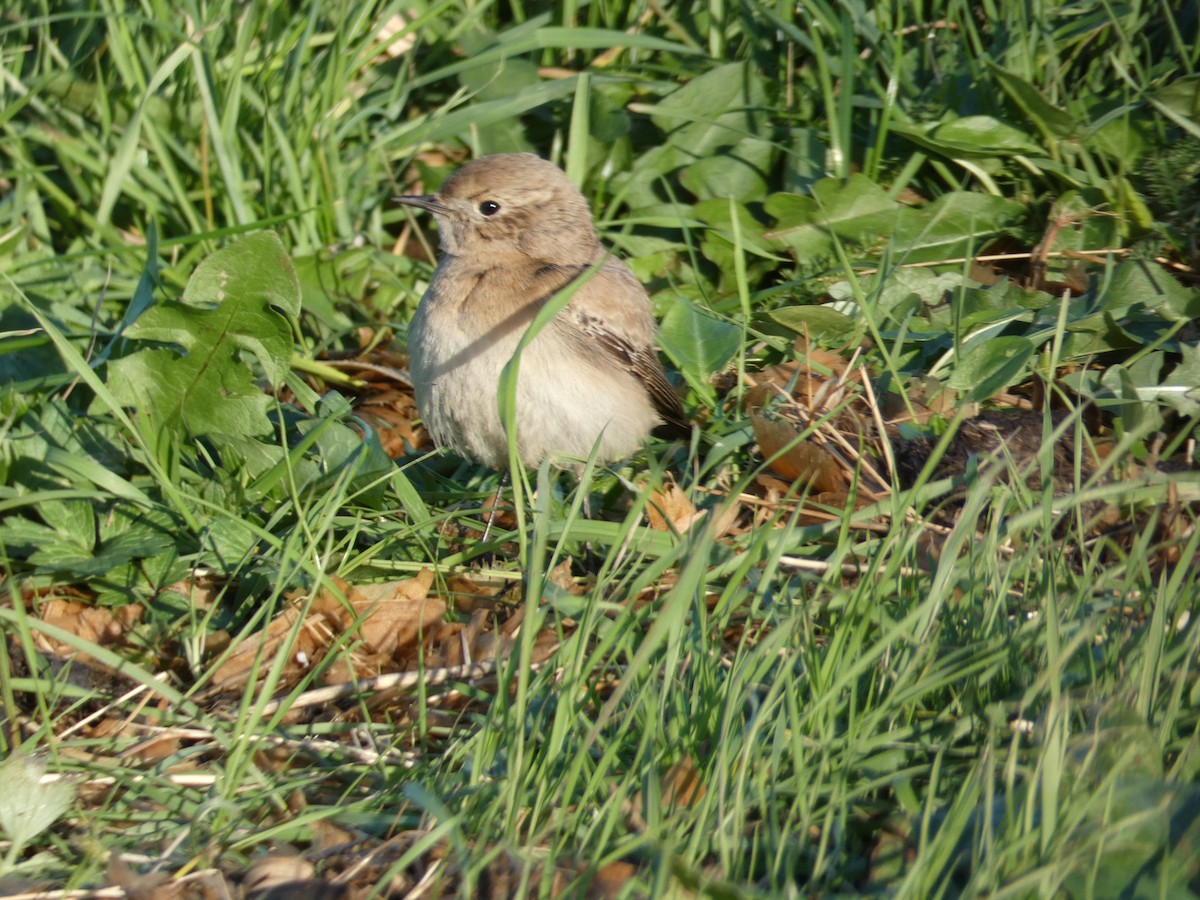 Desert Wheatear - ML646045536