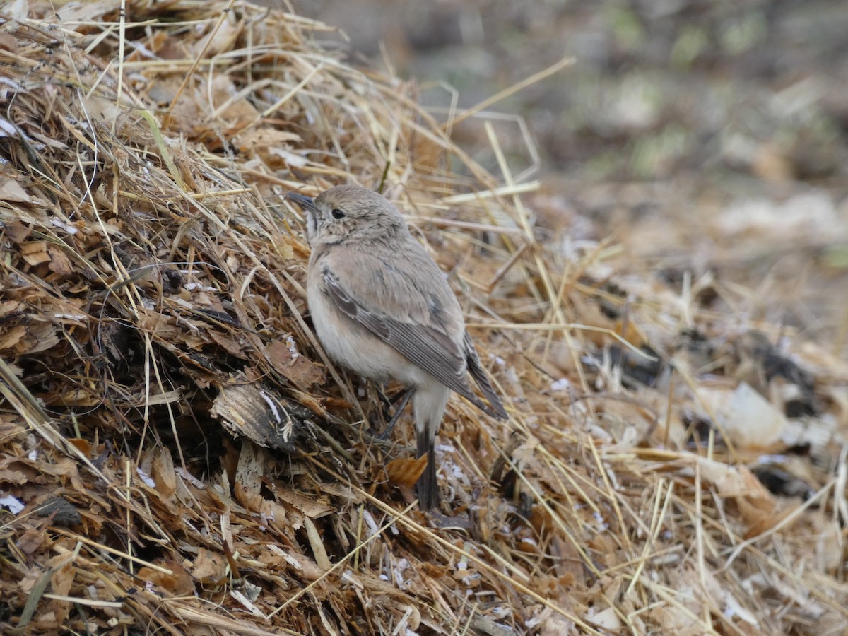 Desert Wheatear - ML646045537