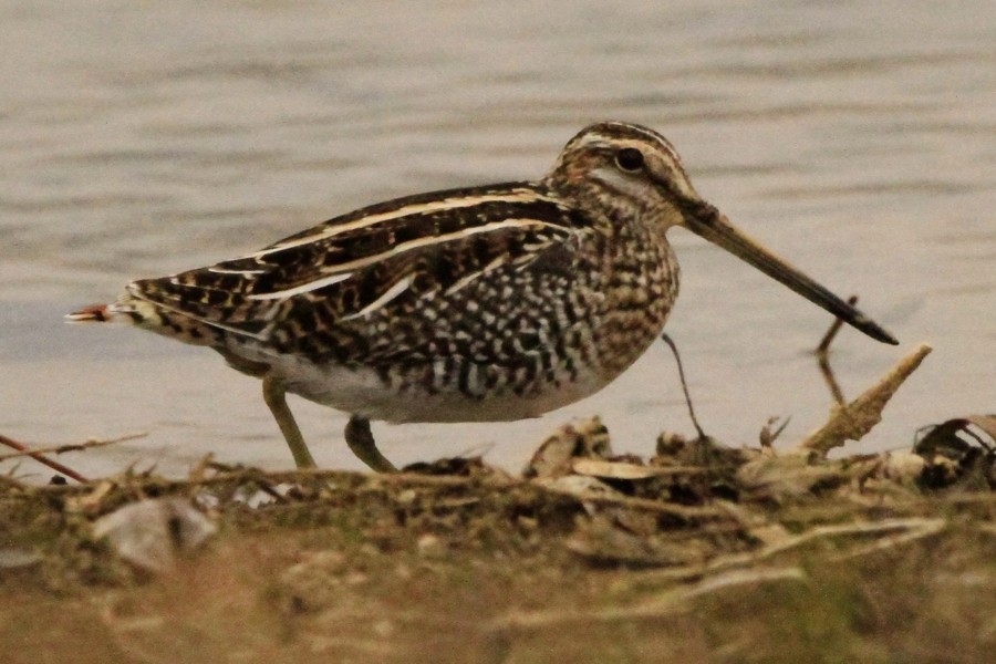 Wilson's Snipe - ML646045550