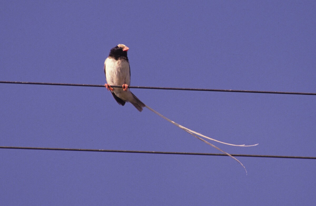 vdovka Fischerova - ML646045558