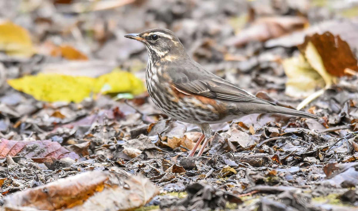 Redwing - ML646045559