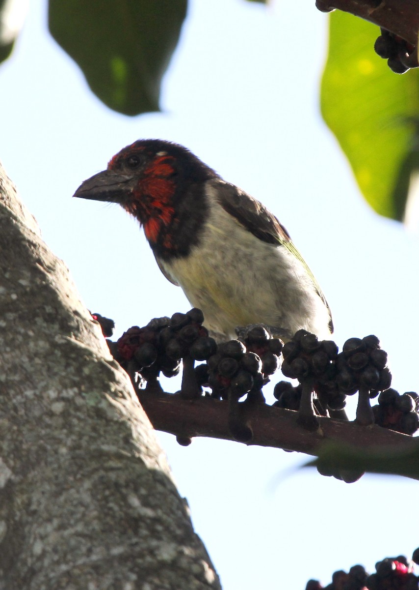 Black-collared Barbet - ML646045561