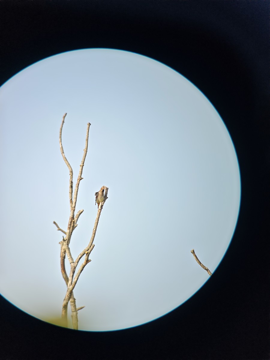 Japanese Waxwing - ML646045562