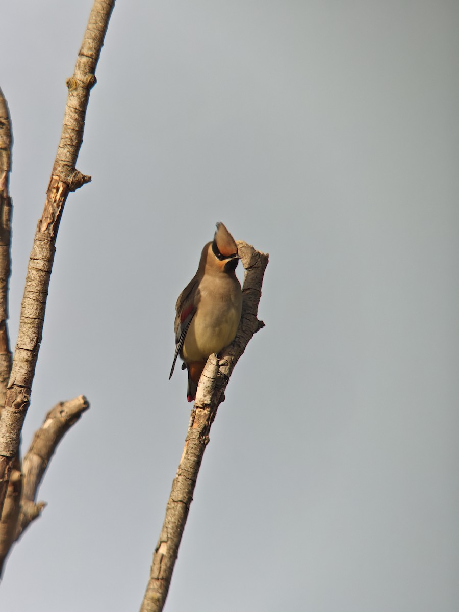 Japanese Waxwing - ML646045563