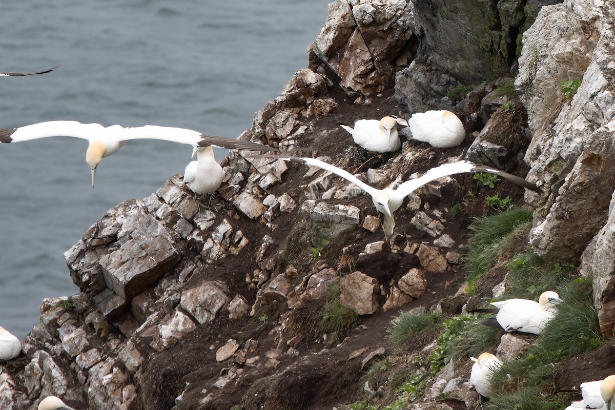 havsule - ML646045572