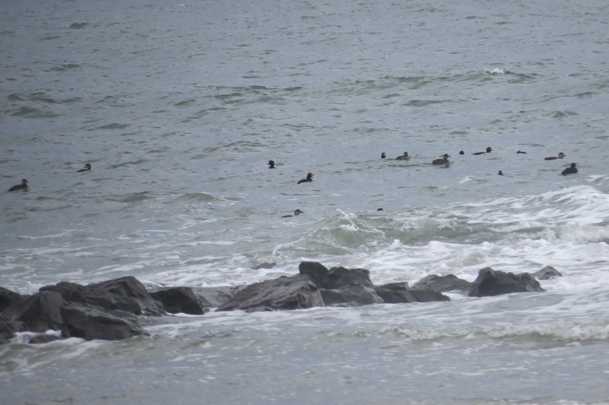 turpan žlutozobý - ML646045576