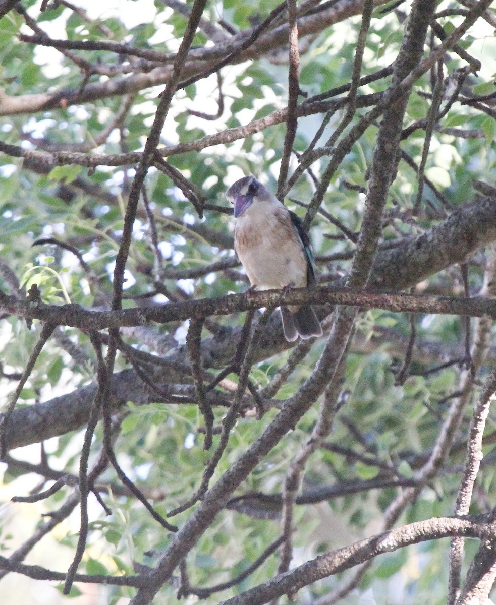 Brown-hooded Kingfisher - ML646045577