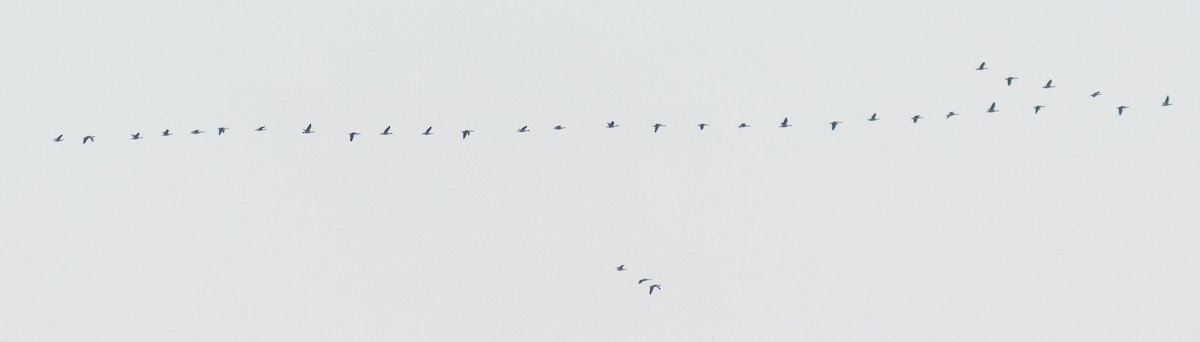 Бор галуу - ML646045580