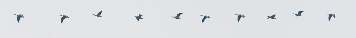 Бор галуу - ML646045581