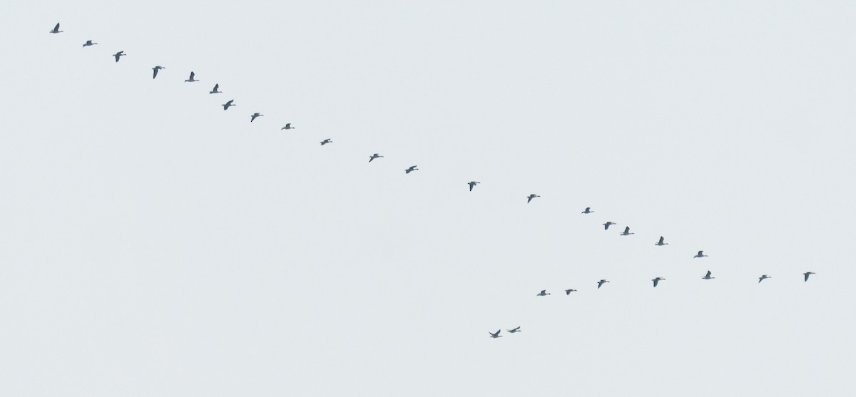 Бор галуу - ML646045583