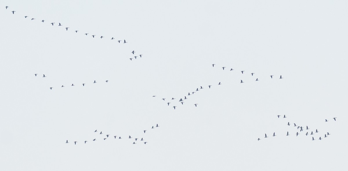 Бор галуу - ML646045584