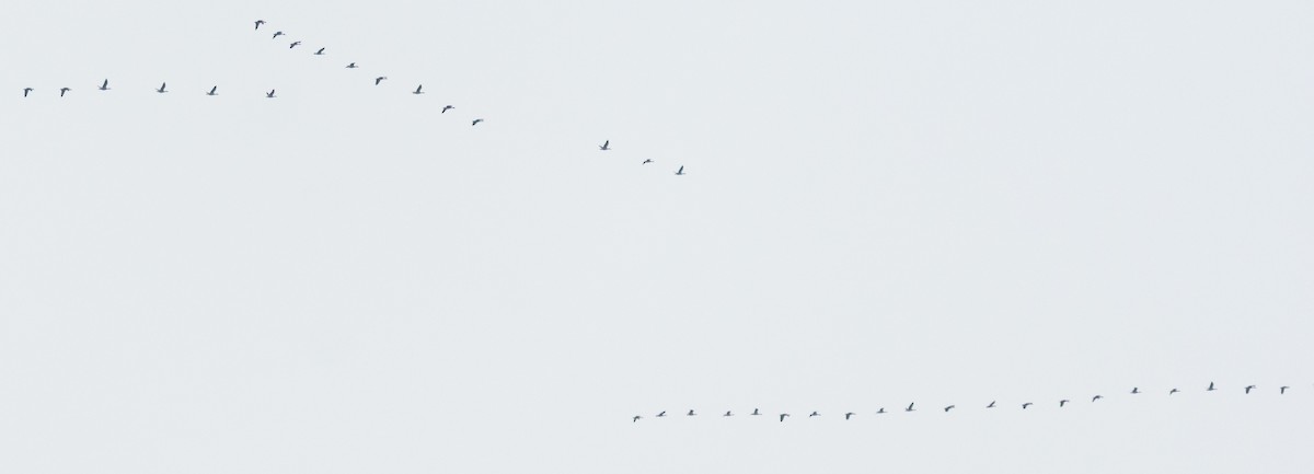 Бор галуу - ML646045585