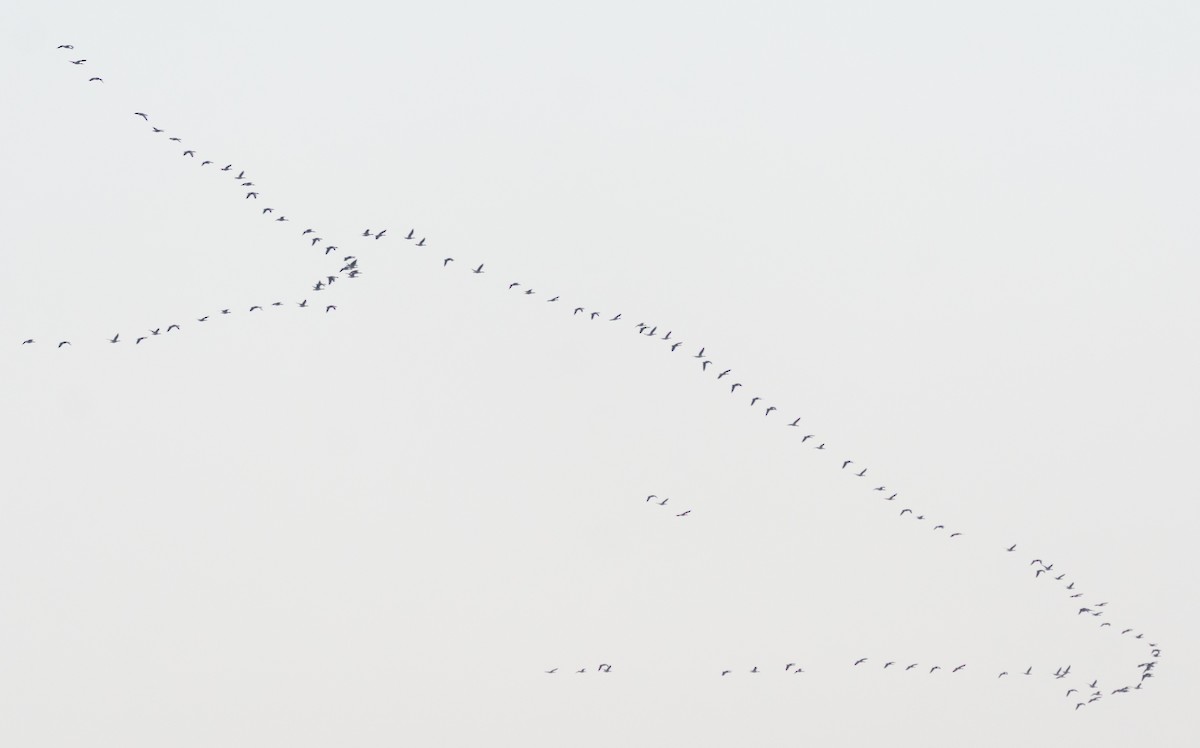 Бор галуу - ML646045586