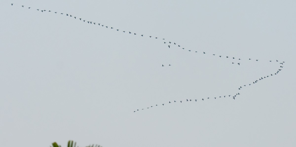 Бор галуу - ML646045587