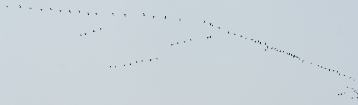 Бор галуу - ML646045588