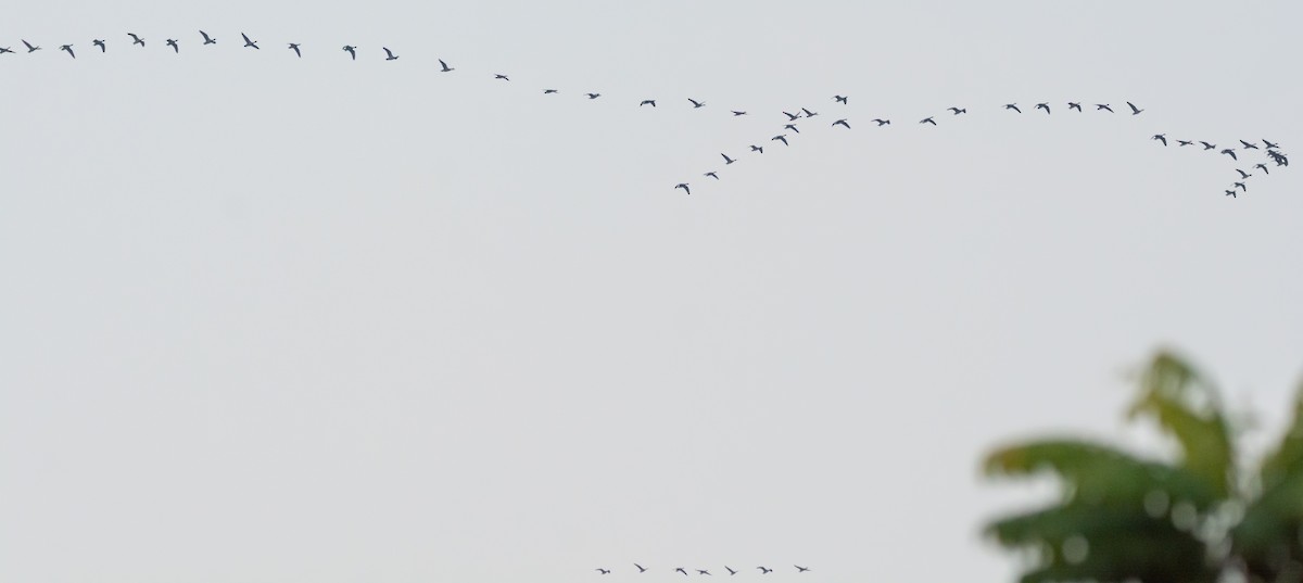 Бор галуу - ML646045589