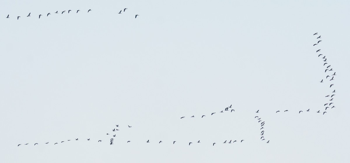 Бор галуу - ML646045590