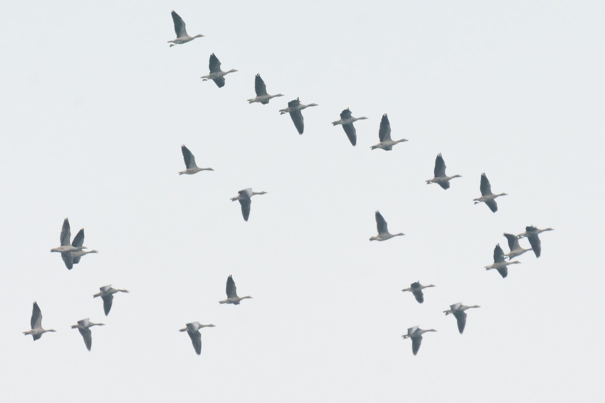 Бор галуу - ML646045591